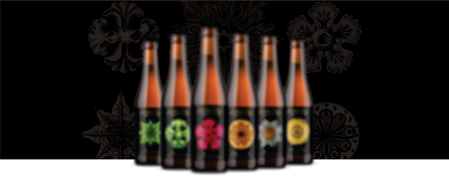 Little City kombucha 